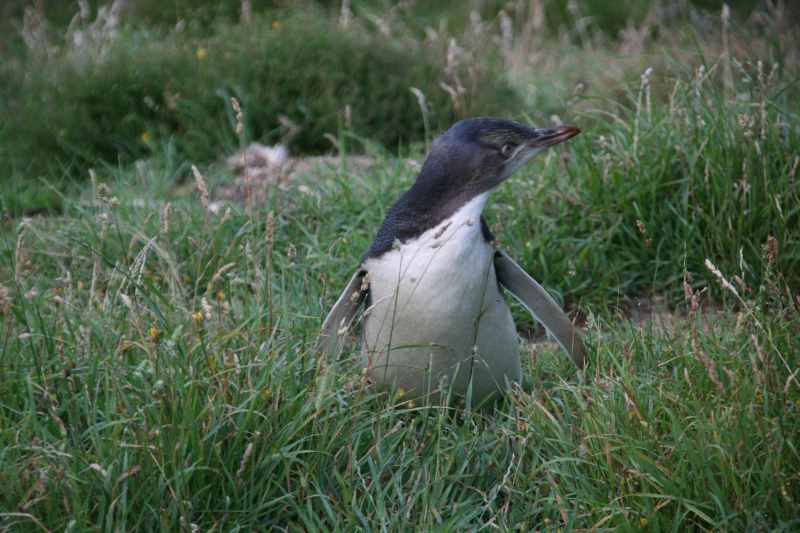 Nieuw-Zeeland 2011 - 2065